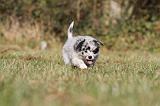 BERGER AUSTRALIEN PUPPIES 207
